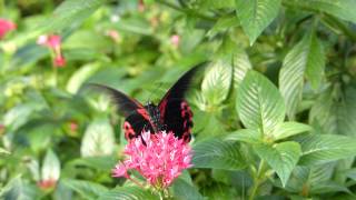 Schmetterling Scharlachroter Schwalbenschwanz Papilio rumanzovia [upl. by Wilkey]