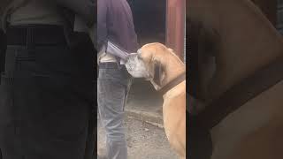 Funny Great Dane takes dads coat again [upl. by Alage]