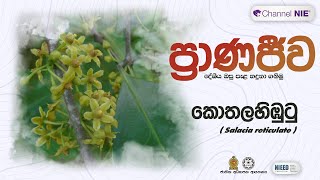 කොතල හිඹුටු  Salacia reticulata  ප්‍රාණජිව  දේශීය ඔසු පැළ හදුනා ගනිමු [upl. by Leoj746]