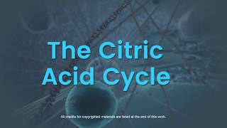 Overview of the citric acid cycle [upl. by Amrac]