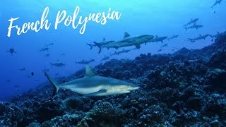 The Wall of Sharks  Fakarava French Polynesia [upl. by Croix]