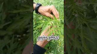 Parthenium plant  parthenium hysterophorus scientific name hindi  gajar ghass  shorts farming [upl. by Anelleh665]