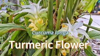 Turmeric Flower Curcuma longa [upl. by Norha]