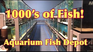 The BIGGEST Freshwater Fish Store It ROCKS [upl. by Ifill8]