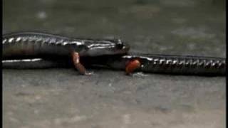 Salamander Courtship  Plethodon shermani sperm transfer [upl. by Pru]