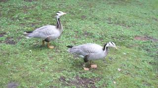 hissing Barheaded Goose by Ani Male [upl. by Marela]