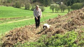 Springer Spaniel Gundog Stud Pantfarm Liffey  Murphy [upl. by Zeus]