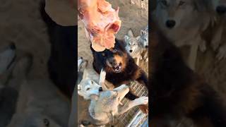 Tibetan mastiff wins the meat wolves not wolves wolf animals [upl. by Einafit]