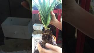 Repotting And Dividing Aloe Vera Plant Part 1 [upl. by Llerod]