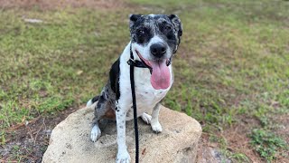 CATAHOULA MIX  IRIS  BOARD AND TRAIN  FEAR REACTIVITY  BASIC OBEDIENCE [upl. by Paine]