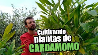 Cultivando plantas de Cardamomo Elettaria cardamomum 🌱 [upl. by Oirottiv]