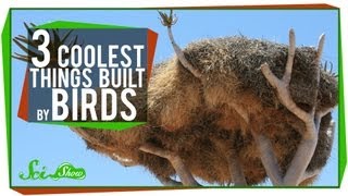 The 3 Coolest Things Built By Birds [upl. by Worth432]