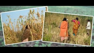 The Journey of the Baiga Tribe from Malnourishment to Food Security [upl. by Aeneg]