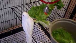 budgies chirping playing amp munching on kale [upl. by Israel]