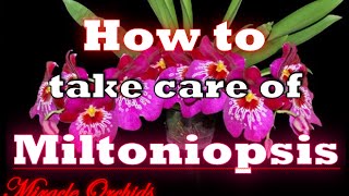 How to take care of miltoniopsis orchids  water fertilize rebloom potting medium amp more [upl. by Kelly]