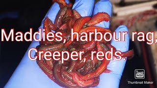 How to care for harbour ragwormmaddies [upl. by Anbul]