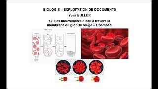 12 Les mouvements d’eau à travers la membrane du globule rouge – L’osmose [upl. by Hole594]