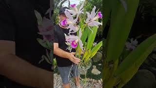 cattleya purpurata variedade russeliana vc conhece  novembro de 2023 [upl. by Torrlow]