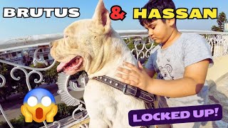 Brutus aur Hassan cage mien lock 😱 [upl. by Aissatan]