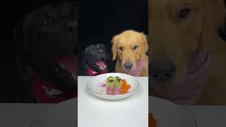 Golden Brother Always Wants To Eat Before Me Labrador and Golden The Daily Life Of Two Cute Dogs [upl. by Bail638]