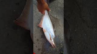 bigfish bigfishcutting bazar village fishing 16 Ashoj 81 Wednesday October 2 2024 5 32 Pm fish [upl. by Faxun]