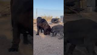 Baby Neapolitan Mastiff Harasses Her Big Cousin [upl. by Konrad]