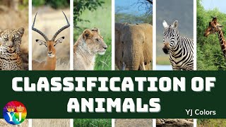 Classification of Animals  Types of animals  Vertebrates amp invertebrates  cocomelon  chuchutv [upl. by Inga365]