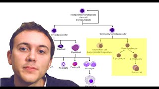 Blood Cancers Explained Leukemia Myeloma Lymphoma and more [upl. by Ifar214]