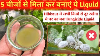 Hibiscus के लिए ये Fungicide Liquid जबरदस्त काम करेगा  Hibiscus के सभी किडो को मार भगाएगा ये Liquid [upl. by Etnauj491]