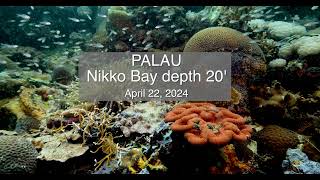 Palau Reef Scene Nikko Bay April 22 2024 [upl. by Yelnikcm]