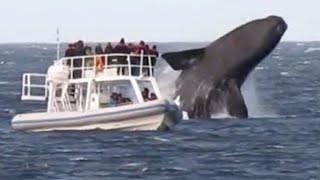 Huge Whales Swimming and Jumping Close To Boat [upl. by Liagaba88]