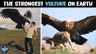 Andean Condor  The Strongest Vulture on Earth [upl. by Carmen]