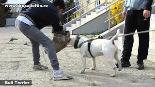 Paza si Protectie 🐶 Bull Terrier  by Mihai Nae [upl. by Watters399]