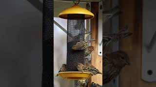 Pine Siskins Feeding on Nyjer From a Stokes Select Finch Screen Feeder [upl. by Vaules991]