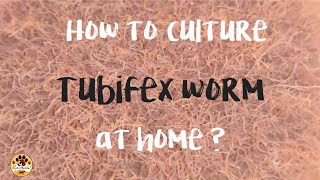 How to culture tubifex worms at home   தமிழில் [upl. by Ecneps326]