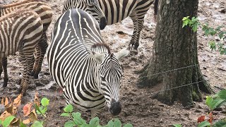 De Savanne Waar zijn de zebras gebleven Burgers Zoo [upl. by Pike]