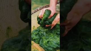 Superfood spirulina spirulina superfood shortsvideo shorts sciencefacts [upl. by Rosecan]