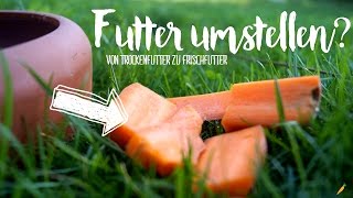 Futter umstellen Ernährungsumstellung [upl. by Gault385]