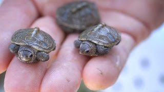 Baby Turtles Hatching [upl. by Fernandina]