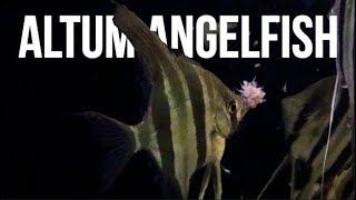 Altum Angelfish Care  How To Care For Altum Angelfish [upl. by Thury829]