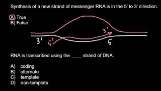 Which strand of DNA is used for mRNA transcription [upl. by Ahsienek]