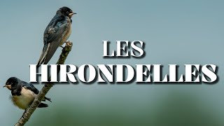 Les Hirondelles  La Chronique du Vivant [upl. by Mendie813]