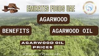 Agarwood Oil  How to Process Oud  Eaglewood Gharu wood Agarwood oil by Emirates Foods UAE [upl. by Eidok]