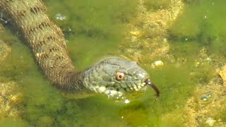 μεγαλο λιμνοφιδο νερόφιδοNatrix tessellata big water snake [upl. by Critta435]