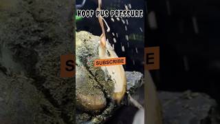 Pus Pressure Relief infected hoof hoof careEquine healthhoof triming asmr farrier shorts [upl. by Alphonsine]