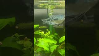 Gorgeous Blue Gourami A Stunning Fish For Your Aquarium [upl. by Anniahs966]