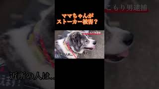 Who is the perpetrator【切り抜き】cat akita [upl. by Laureen]