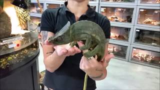 Beautiful New Parsons Chameleon at LLLReptile [upl. by Rimhsak]