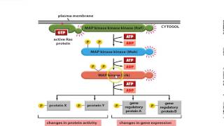 Receptor Tyrosine Kinase [upl. by Eednyl]