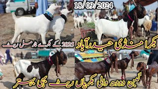 Bakra Mandi Hyderabad  today updates  bakra Eid 2025  Goat milking  date 18092024 [upl. by Russo]